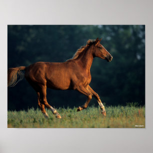 Bob Langrish Chestnut Warmblood Running Poster