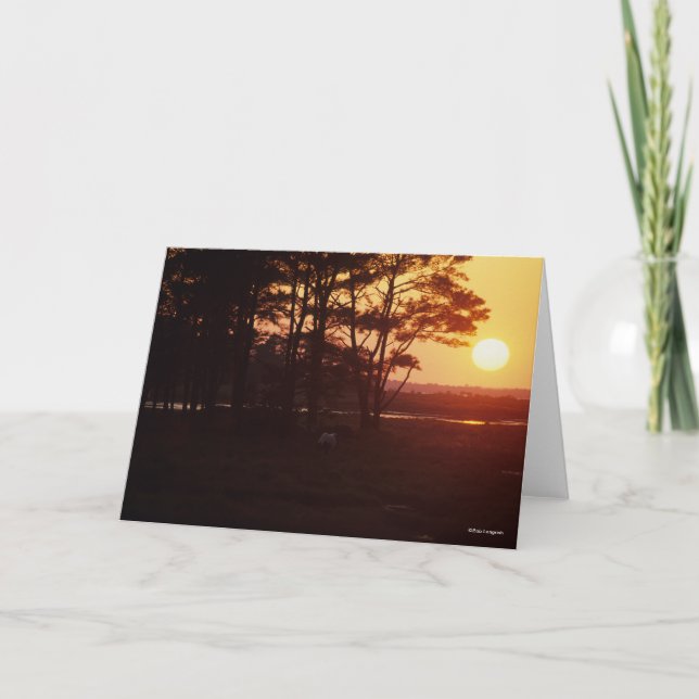 Bob Langrish | Chincoteague Grazing Sunset Card (Front)