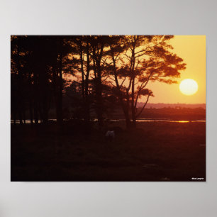 Bob Langrish   Chincoteague Grazing Sunset Poster