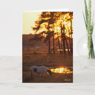Bob Langrish Chincoteague Horse Grazing At Sunset Card