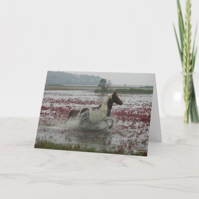 Bob Langrish | Chincoteague Horse Running In Water Card (Front)