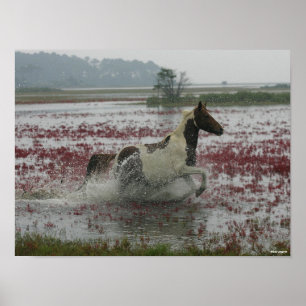 Bob Langrish   Chincoteague Horse Running In Water Poster