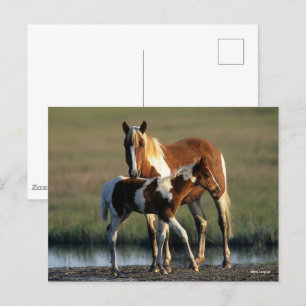 Bob Langrish Chincoteague Mare and Foal Standing Postcard
