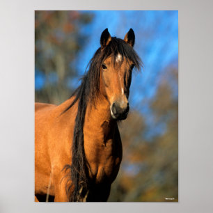 Bob Langrish   Choctaw Pony Headshot Poster