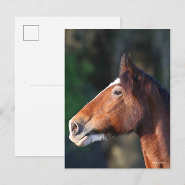 Bob Langrish | Clydesdale headshot Postcard (Front/Back)