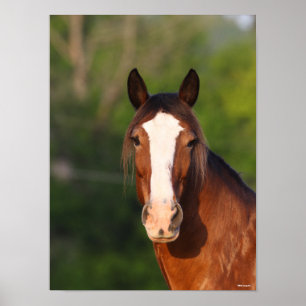 Bob Langrish   Clydesdale headshot Poster