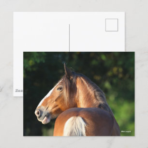 Bob Langrish Clydesdale Horse headshot Postcard