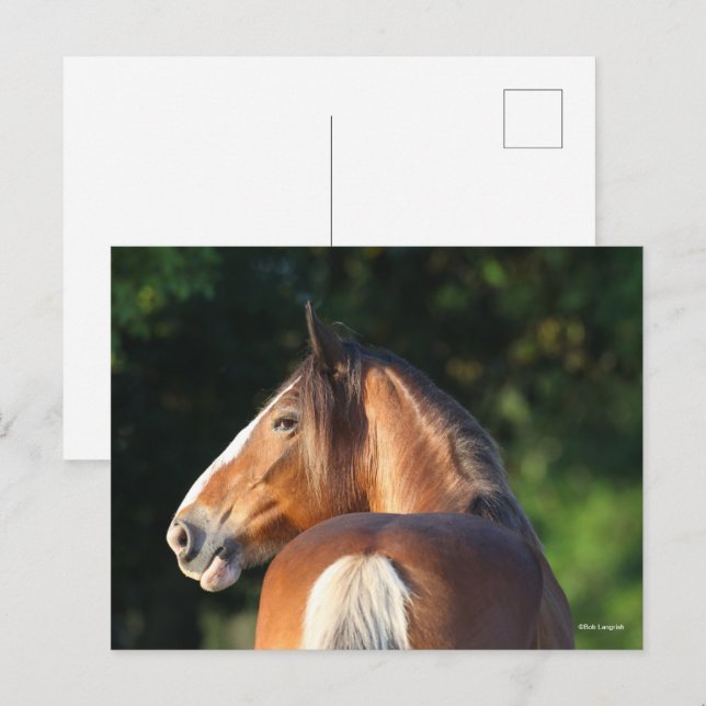 Bob Langrish | Clydesdale Horse headshot Postcard (Front/Back)