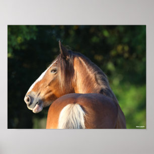 Bob Langrish Clydesdale Horse headshot Poster