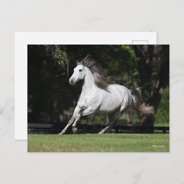 Bob Langrish | Dapple Grey Andalucian Running Postcard (Front/Back)