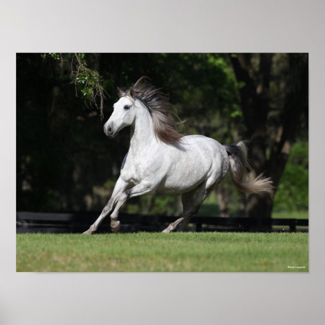 Bob Langrish | Dapple Grey Andalucian Running Poster (Front)