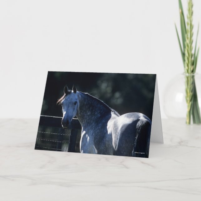 Bob Langrish | Dapple Grey Arab Headshot Backlit Card (Front)