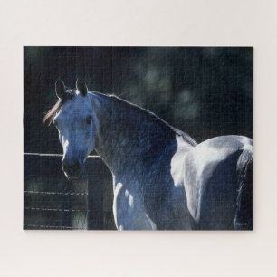 Bob Langrish   Dapple Grey Arab Headshot Backlit Jigsaw Puzzle