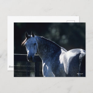 Bob Langrish Dapple Grey Arab Headshot Backlit Postcard