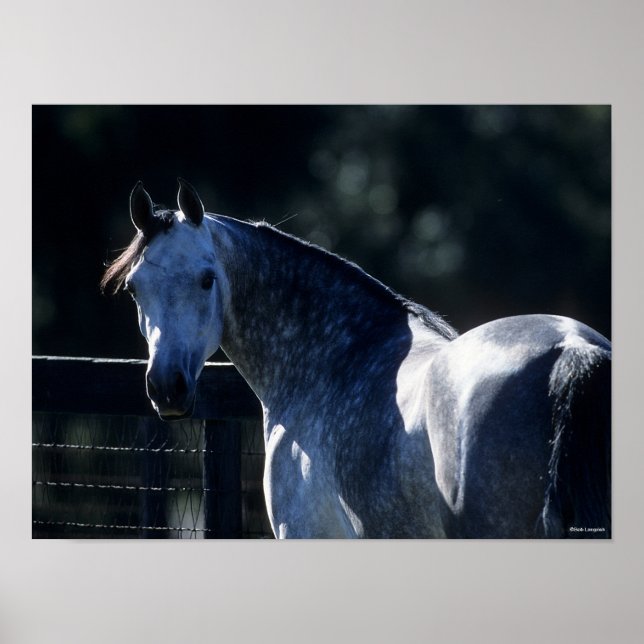 Bob Langrish | Dapple Grey Arab Headshot Backlit Poster (Front)