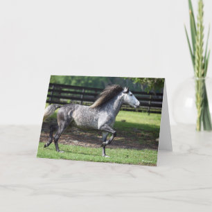 Bob Langrish   Dapple Grey Lusitano Stallion Card