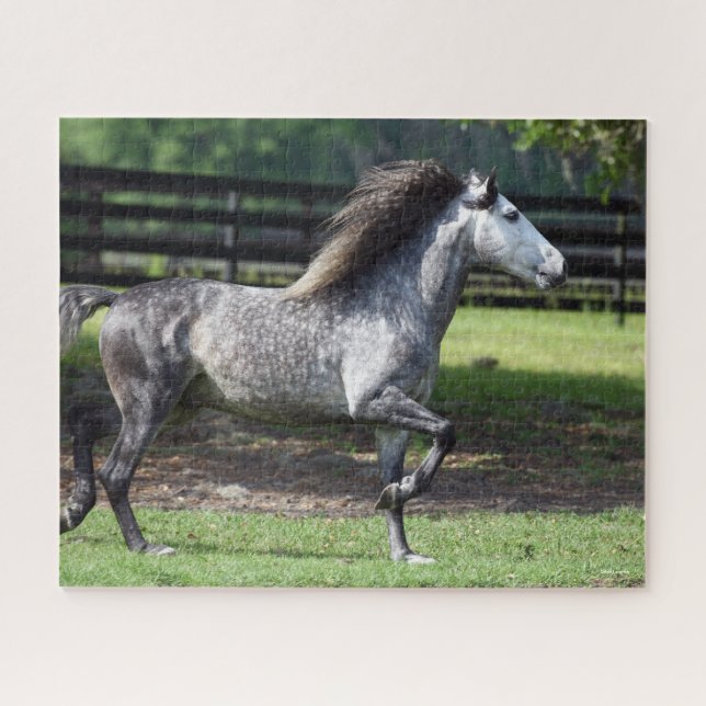 Bob Langrish | Dapple Grey Lusitano Stallion Jigsaw Puzzle (Horizontal)
