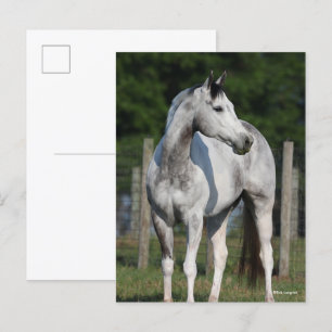 Bob Langrish   Dapple Grey Quarter Horse Standing Postcard