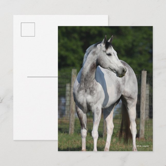 Bob Langrish | Dapple Grey Quarter Horse Standing Postcard (Front/Back)