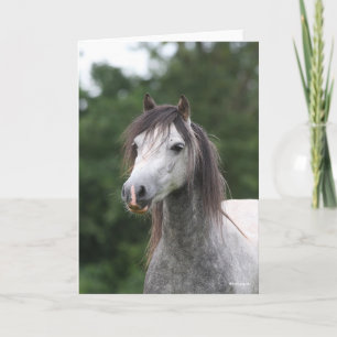 Bob Langrish   Dapple Grey Welsh Pony Headshot Card