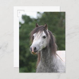Bob Langrish   Dapple Grey Welsh Pony Headshot Postcard
