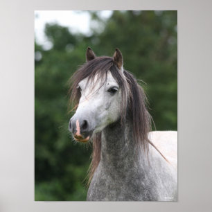 Bob Langrish   Dapple Grey Welsh Pony Headshot Poster
