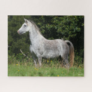 Bob Langrish   Dapple Grey Welsh Pony Standing Jigsaw Puzzle