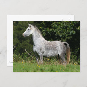 Bob Langrish Dapple Grey Welsh Pony Standing Postcard