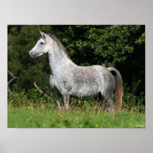 Bob Langrish Dapple Grey Welsh Pony Standing Poster