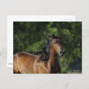 Bob Langrish Dark Bay Quarter Horse Headshot Postcard