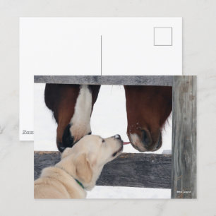Bob Langrish Dog Licking Horses Nose Postcard