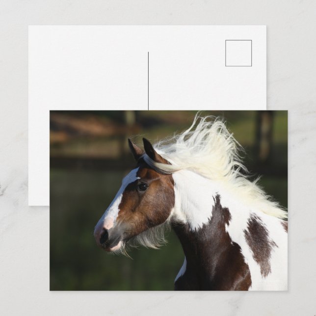 Bob Langrish | Drum Horse Headshot Postcard (Front/Back)