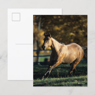 Bob Langrish   Dun Quarter Horse Running Postcard