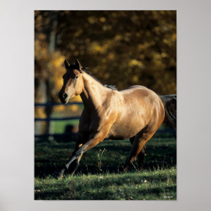 Bob Langrish   Dun Quarter Horse Running Poster
