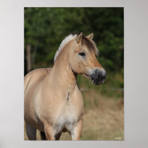 Bob Langrish   Fjord Horse Standing Headshot Poster