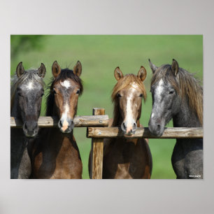 Bob Langrish   Four Andalucian Youngstock At Fence Poster