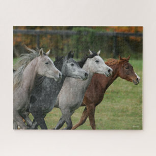 Bob Langrish Four Arab Horses Racing Headshot Jigsaw Puzzle