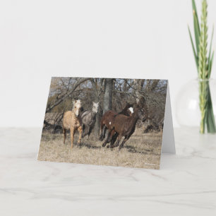 Bob Langrish   Four Bashkir Curly Horses Running Card