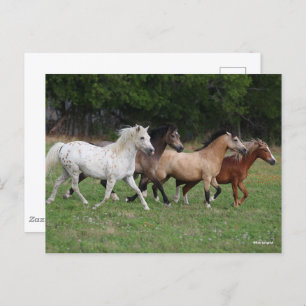 Bob Langrish   Four Ponies Running Together Postcard