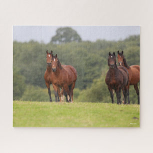 Bob Langrish   Four Welsh Ponies Standing Together Jigsaw Puzzle