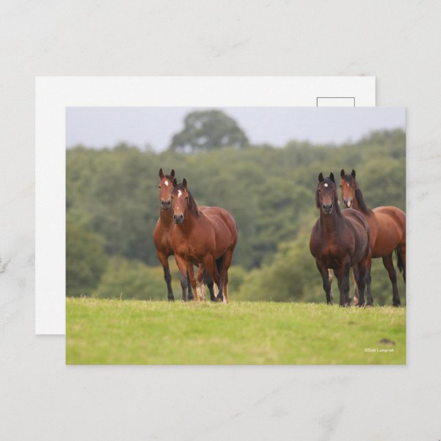 Bob Langrish | Four Welsh Ponies Standing Together Postcard (Front/Back)