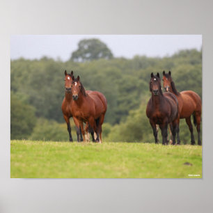 Bob Langrish   Four Welsh Ponies Standing Together Poster