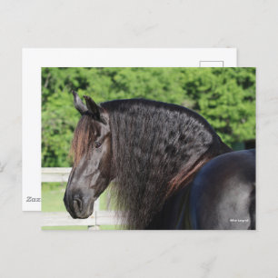 Bob Langrish   Friesian Horse Standing headshot Postcard