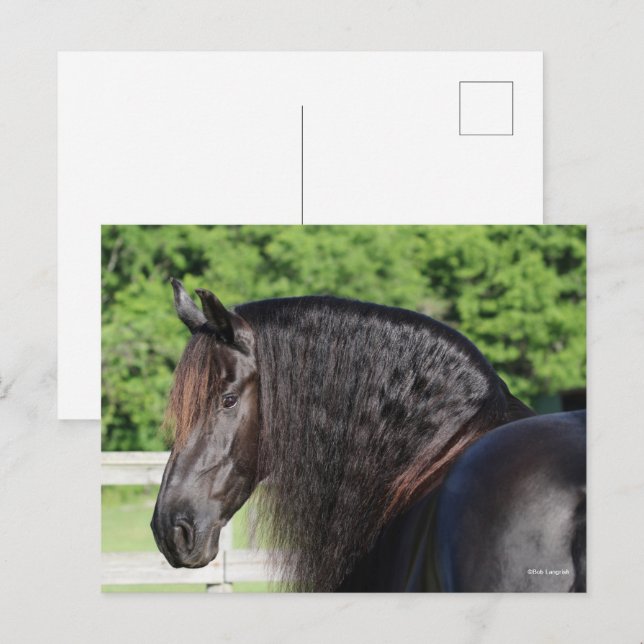 Bob Langrish | Friesian Horse Standing headshot Postcard (Front/Back)