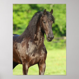 Bob Langrish   Friesian Horse Standing Headshot Poster