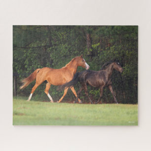 Bob Langrish   German Riding Pony And Oldenburg Jigsaw Puzzle