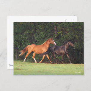 Bob Langrish   German Riding Pony And Oldenburg Postcard