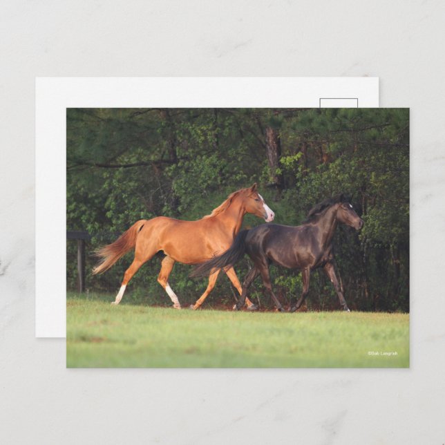 Bob Langrish | German Riding Pony And Oldenburg Postcard (Front/Back)