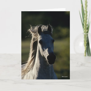 Bob Langrish   Grey Andalucian Headshot Backlit Card