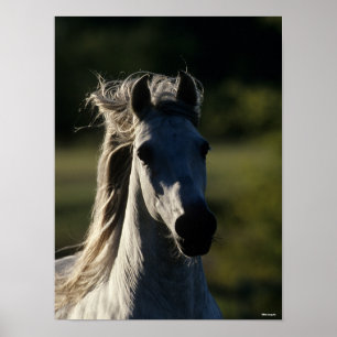 Bob Langrish Grey Andalucian Headshot Backlit Poster